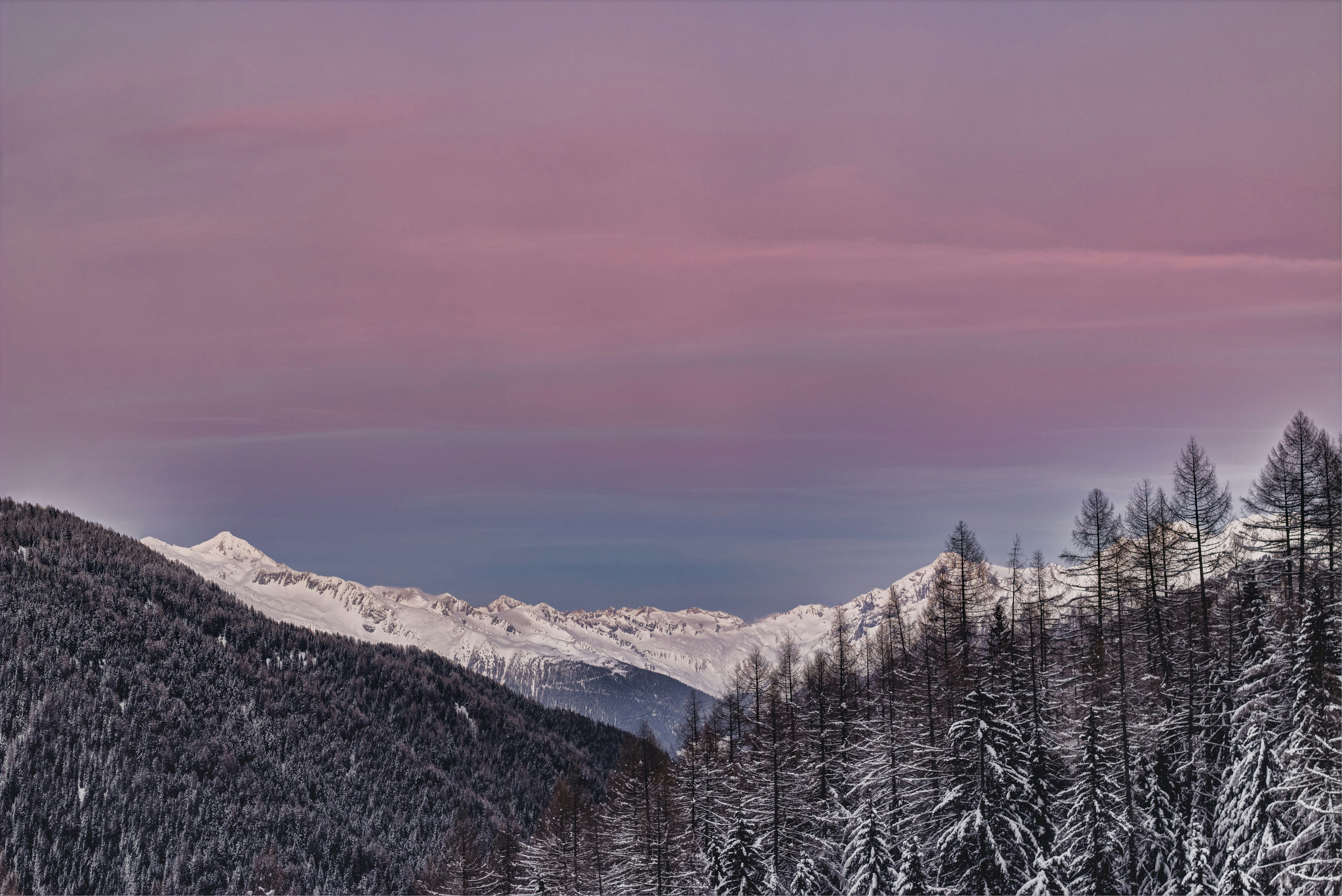 pine trees and snow-covered land formation